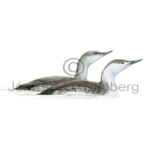 Red throated diver  Red throated Loon - Gavia stellata - otherbirds - Gaviidae