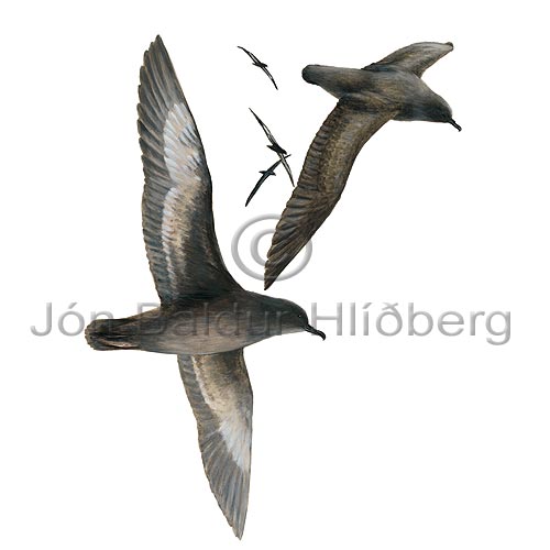 Grskrofa - Puffinus griseus - adrirfuglar - Flingjatt