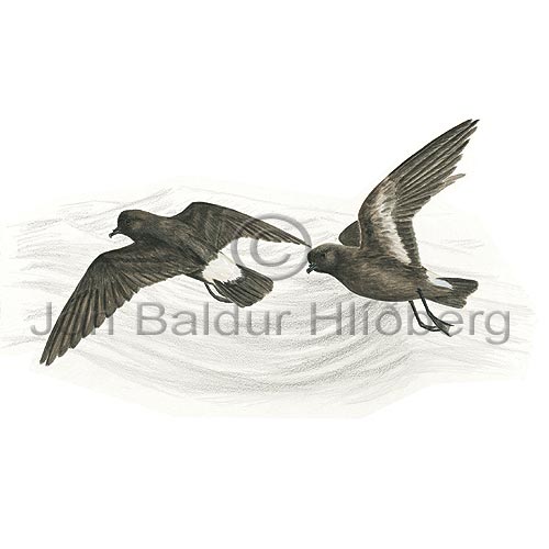 Stormsvala - Hydrobates pelagicus - adrirfuglar - Ssvlutt