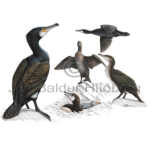 Cormorant - Phalacrocorax carbo - otherbirds - Phalacrocoracidae