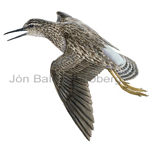 Wood Sandpiper - Tringa glareola - Waders - Scolopacidae