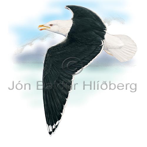 Great Black-backed Gull - Larus marinus - Gulls - Laridae