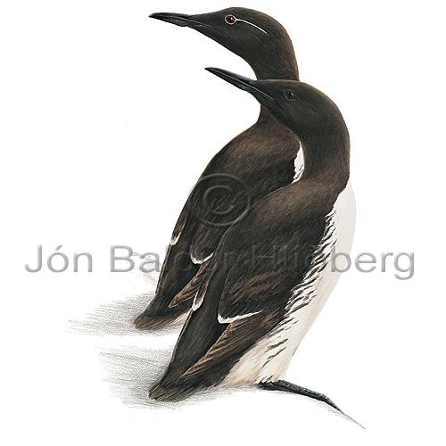 Langva - Uria aalge - svartfuglar - Svartfuglar
