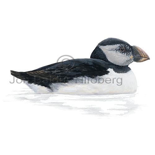 Lundi - Fratercula arctica - svartfuglar - Svartfuglar