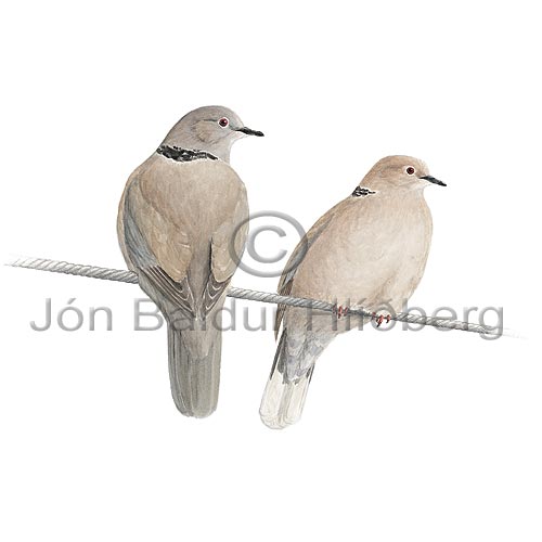 Collard Dove - Streptopelia decaocto - otherbirds - Columbidae