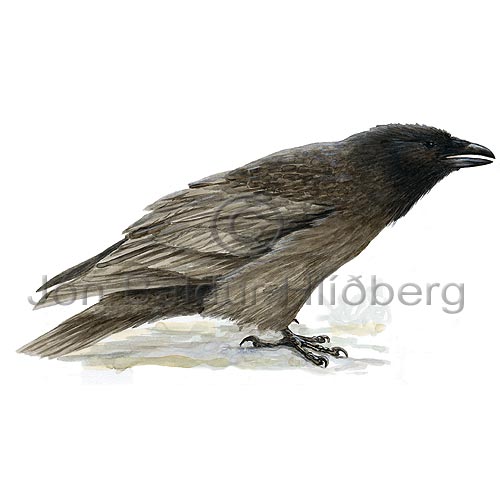 Hrafn - Corvus corax - sporfuglar - Hrfnungar