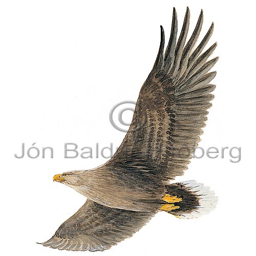 White-tailed Eagle - Haliaeetus albicilla - birdsofprey - Accipitridae