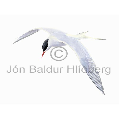Arctic Tern - Sterna paradisaea - Gulls - Sternidae