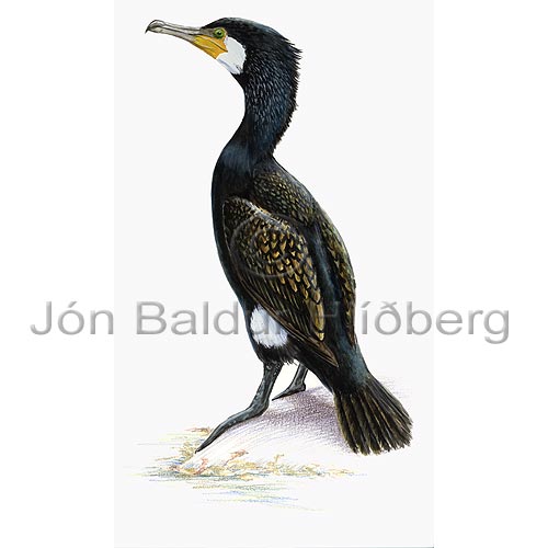 Cormorant Great Cormorant - Phalacrocorax carbo - otherbirds - Phalacrocoracidae