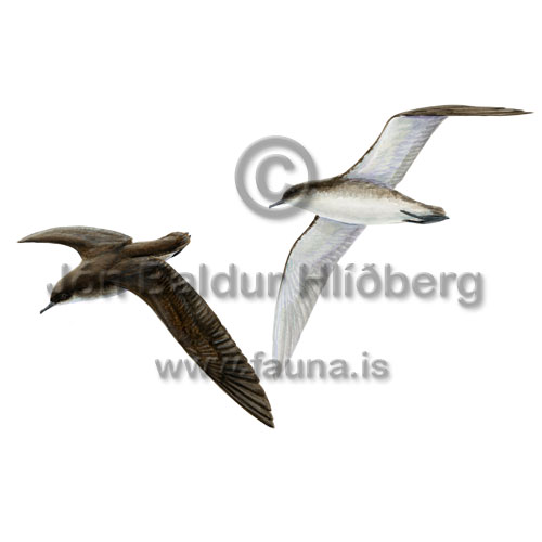 Stormskrofa - Puffinus yelkouan - adrirfuglar - Flingjatt