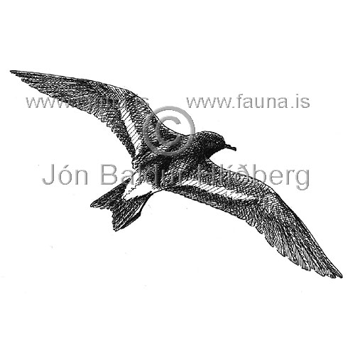 Sjsvala - Oceanodroma leucorrhoa - adrirfuglar - Ssvlutt