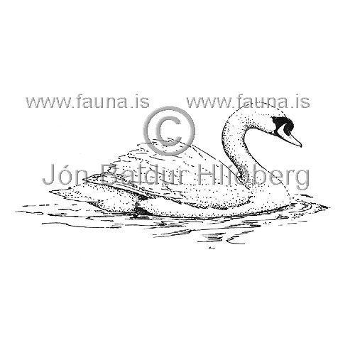 Mute Swan - Cygnus olor - ducksandallies - Anatidae