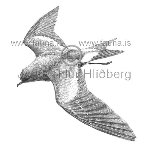 Leachs Petrel / Leachs storm petrel - Oceanodroma leucorrhoa - otherbirds - Hydrobatidae