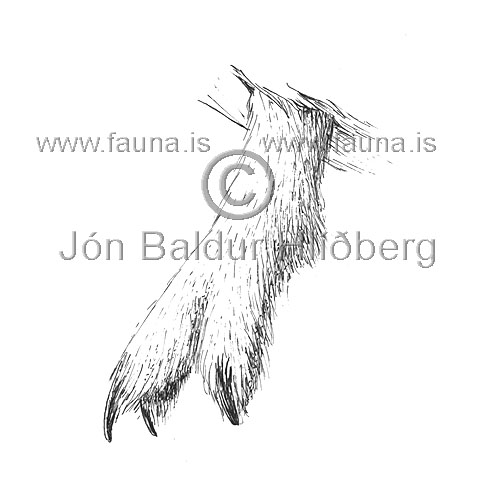 Rjupa - Lagopus mutus - adrirfuglar - Orratt