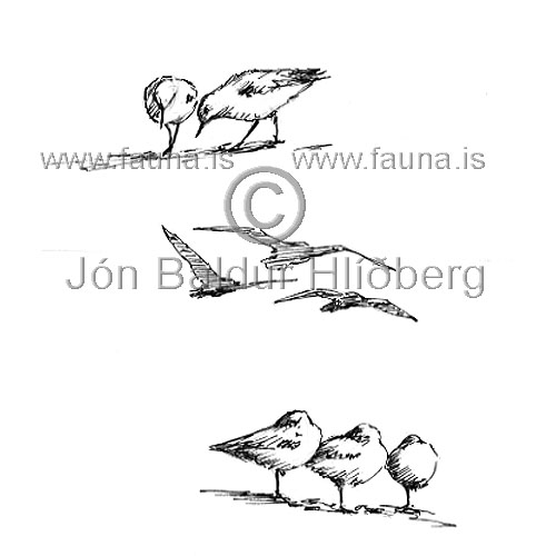 Sanderla - Calidris alba - vadfuglar - Snputt