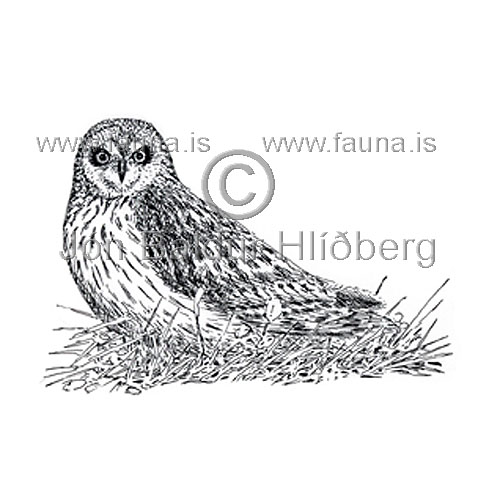 Short-eared Owl - Asio flammeus - birdsofprey - Strigidae