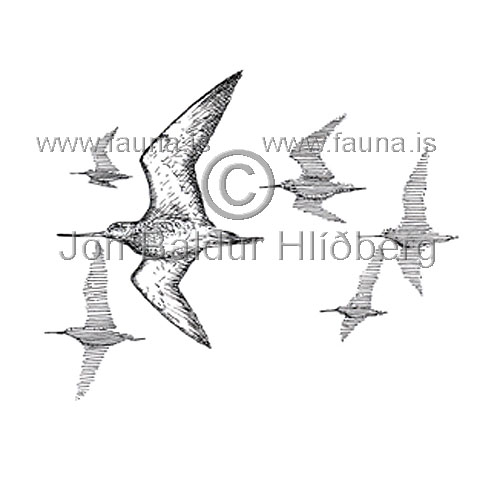 Black-tailed Godwit - Limosa limosa - Waders - Scolopacidae