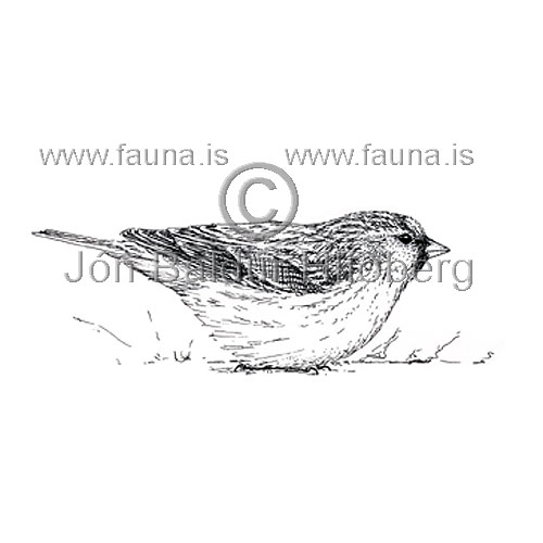 Aunutittlingur -  Carduelis flammea - sporfuglar - Finkutt