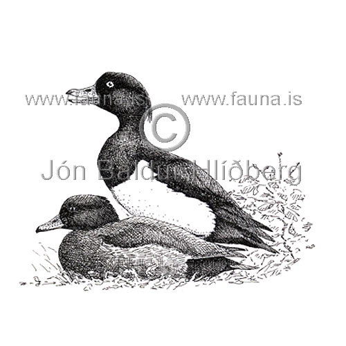 Tufted Duck - Aythya fuligula - ducksandallies - Anatidae