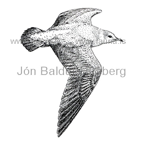 Common Gull, Mew Gull - Larus canus - Gulls - Laridae