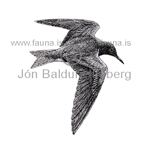 Black Tern - Chlidonias niger - Gulls - Sternidae