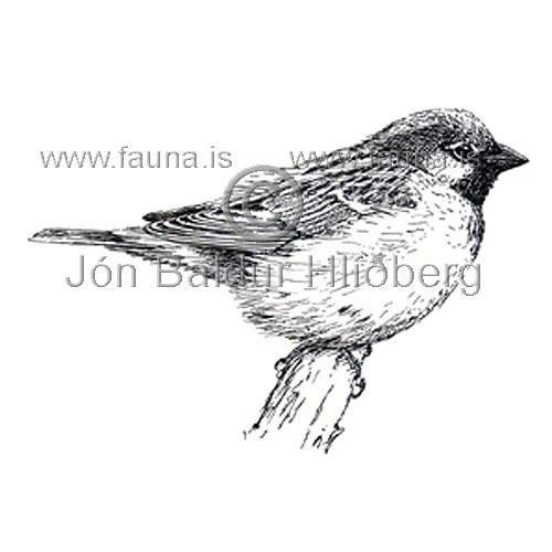 House Sparrow - Passer domesticus - Passerines - Passeridae
