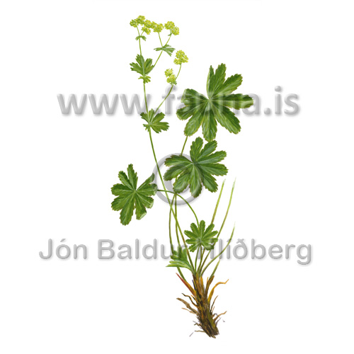 Icelandic lady's mantel, Dwarf Lady's mantel - Alchemilla faeroensis - otherplants - Rosaceae