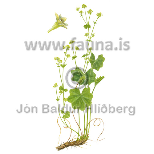 Thinstem lady's-mantle - Alchemilla filicaulis filicaulis - otherplants - Rosaceae