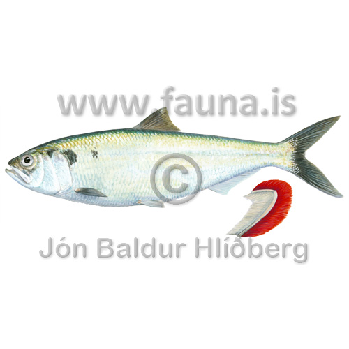 Maisld - Alosa alosa - sildfiskar - Sldfiskar