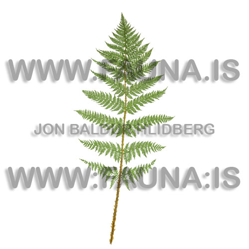 Alpine / Broad Buclefern - Dryopteris assimilis - Ferns - Ophioglossaceae