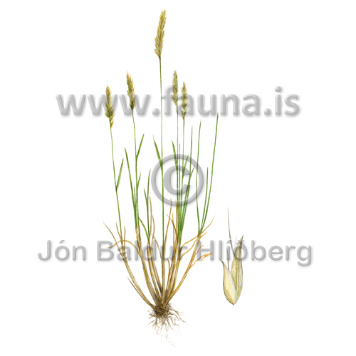 Sweet vernal grass - Anthoxanthum odoratum - Monocotyledones - Poaceae