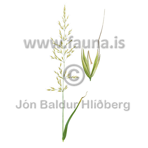 false oat-grass - Arrhenatherum elatius - Velji category - Velji subcategory