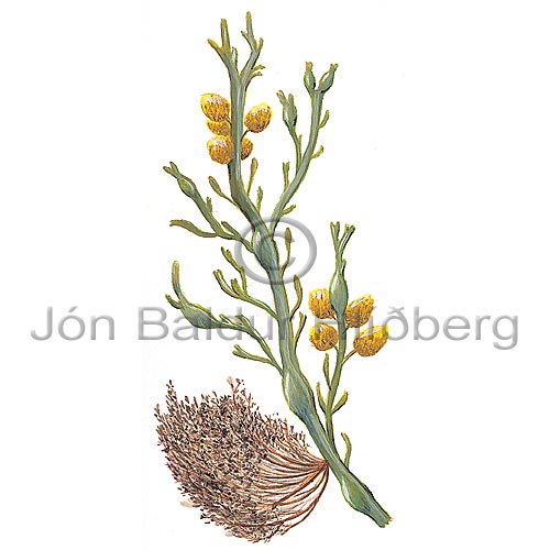  - Polysiphonia lanosa - Algae - Phaeophyceae