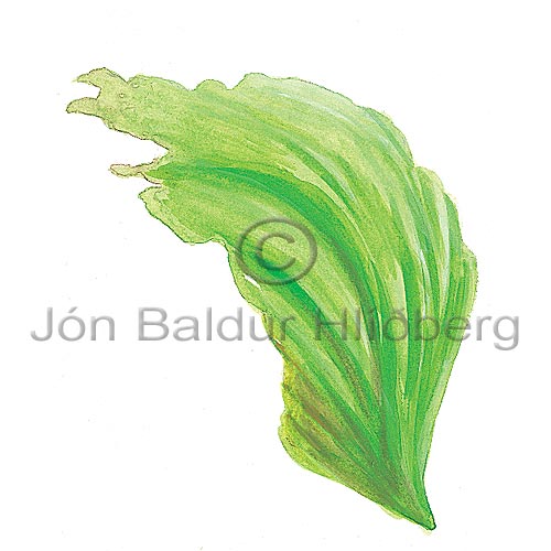 sea-lettuce - Ulva lactula - Algae - Clorophyceae