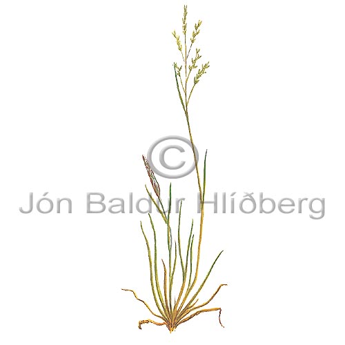 Common Sea Meadow Grass - Puccinellia maritima - Monocotyledonous - Poaceae