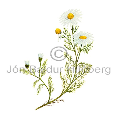 Scentless Mayweed - Matricaria maritima - Dicotyledonous - Asteraceae