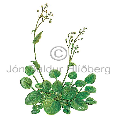 Common Scurvygrass - Coclearia officinalis - Dicotyledonous - Cruciferae
