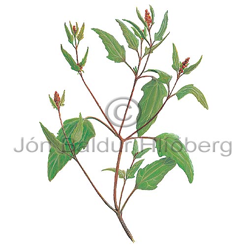 Longfoot Orach - Atriplex longipes - Dicotyledonous - Chenopodiaceae