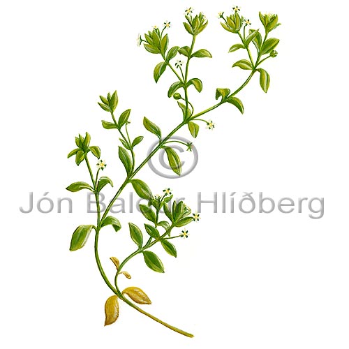 Sea Sandwort - Honckenya peploides - Dicotyledonous - Caryophyllaceae