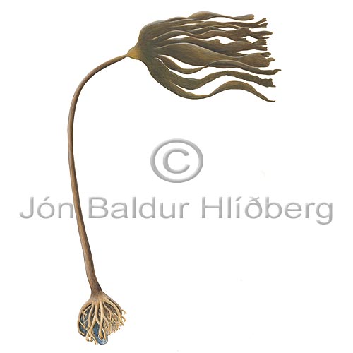 -Kelp - Laminaria hyperborea - Algae - Phaeophyceae