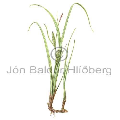 Tjarnastr - Carex rostrata - einkimblodungar - Starartt