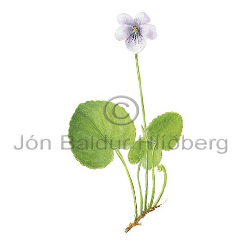 Mrfjla - Viola palustris - tvikimblodungar - Fjlutt