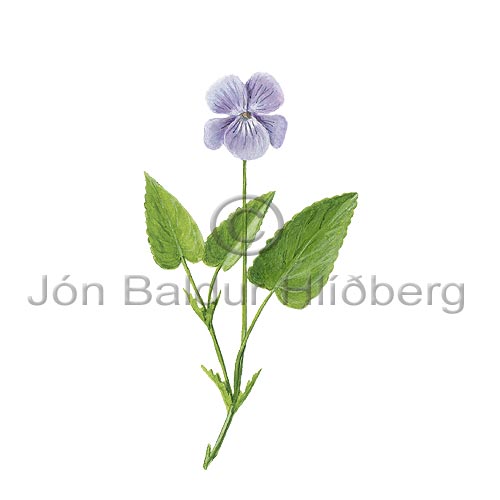 Heath Dog-violet - Viola canina - Dicotyledonous - Violaceae