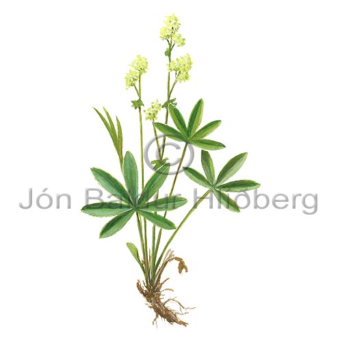 Alpine Ladys Mantle - Alchemilla alpina - Dicotyledonous - Rosaceae