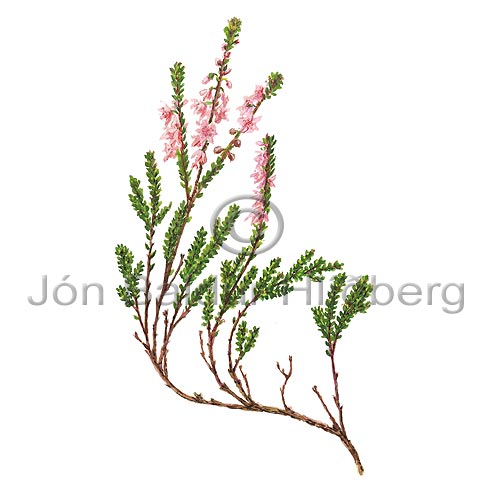 Heather - Calluna vulgaris - Dicotyledonous - Ericaceae