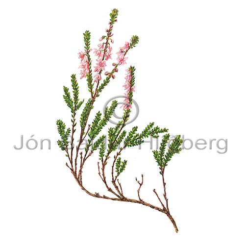 Beitilyng - Calluna vulgaris - tvikimblodungar - Lyngtt