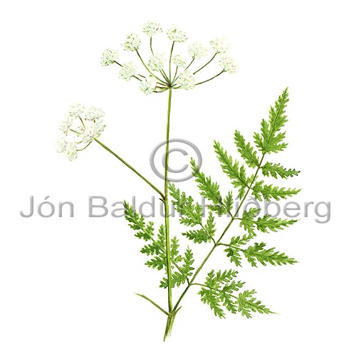 Hedge Parsley - Anthriscus sylvestris - Dicotyledonous - Apiaceae