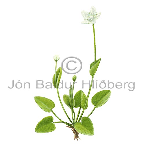Grass-of-parnassus - Parnassia palustris - Dicotyledonous - Parnassiaceae