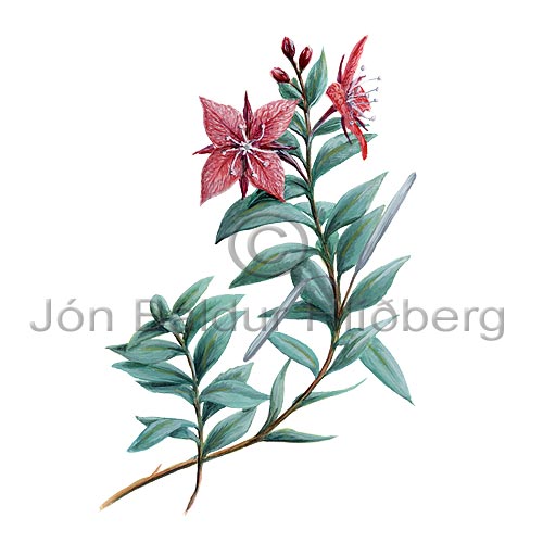 Icelandic rosebay - epilobium latifolium - Dicotyledonous - Onagraceae