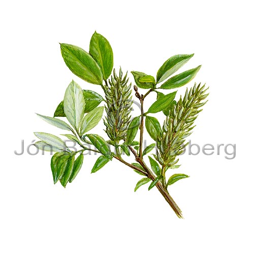 Gulvir - Salix phylicifolia - tvikimblodungar - Vistt